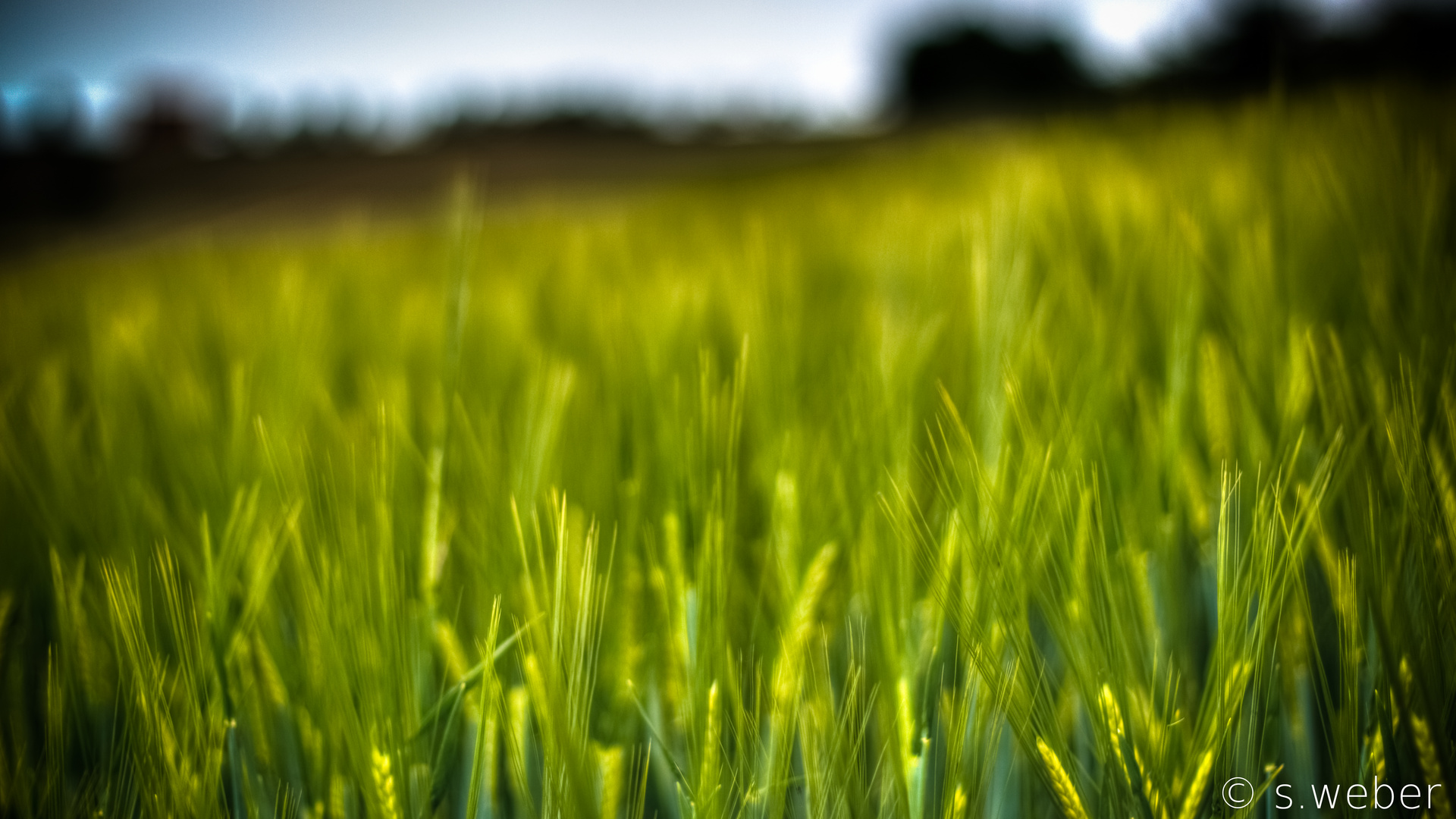 Ähren im Kornfeld