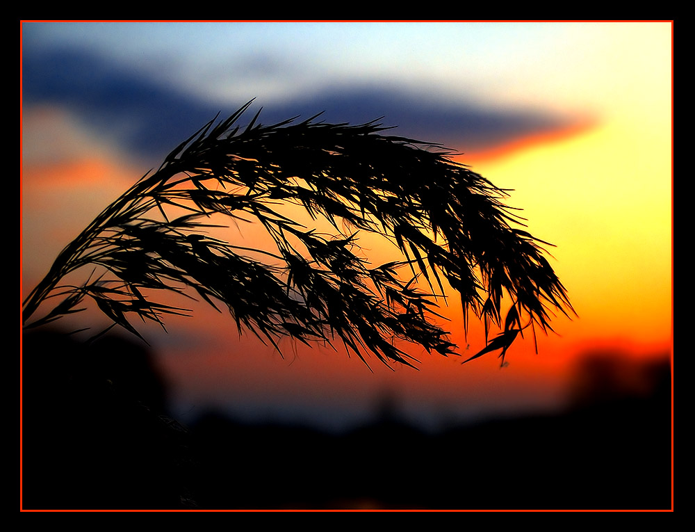 Ähren im Sonnenuntergang