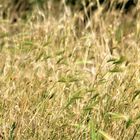 Ähren im warmen Sommerwind 