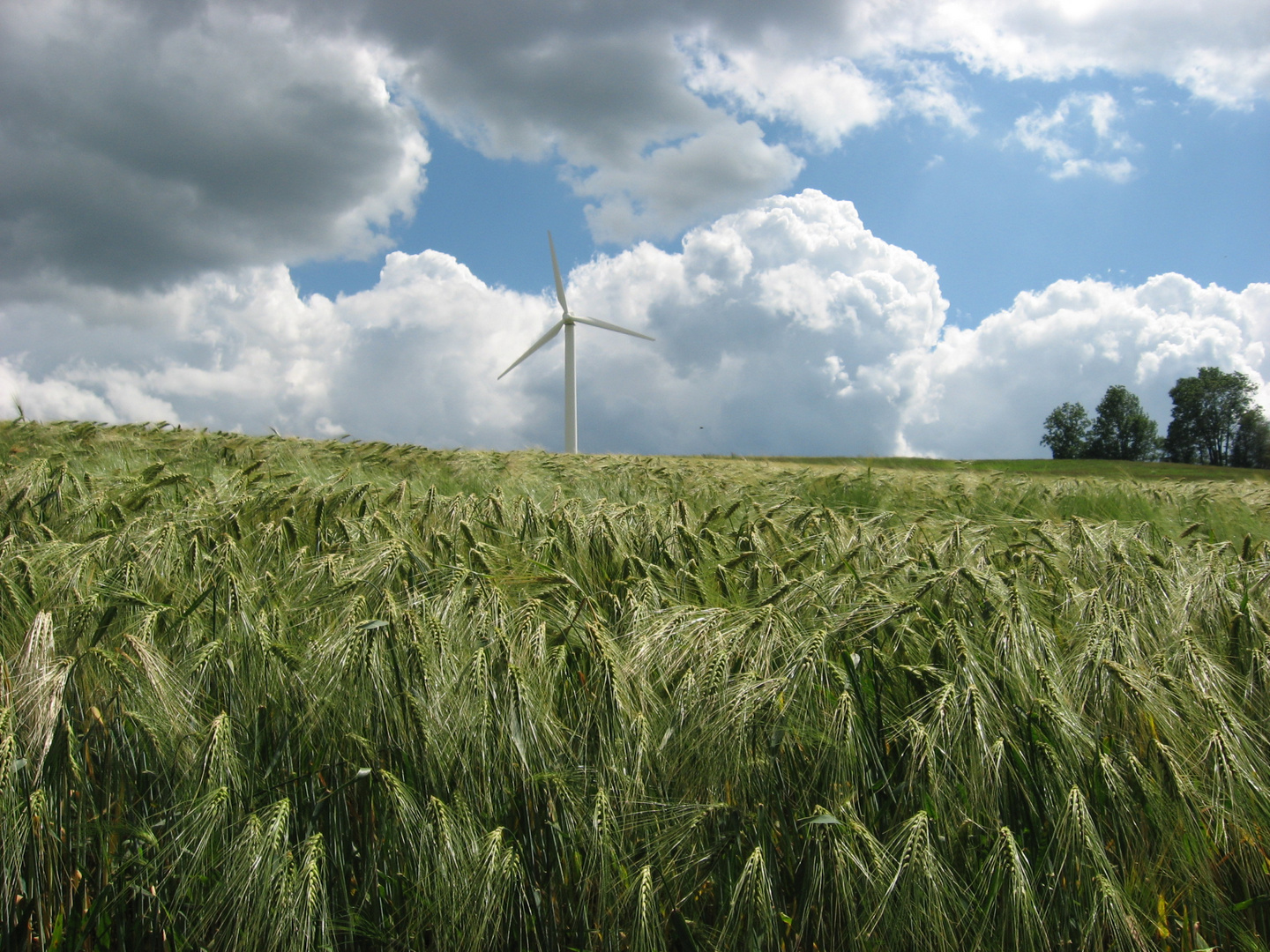 Ähren im Wind