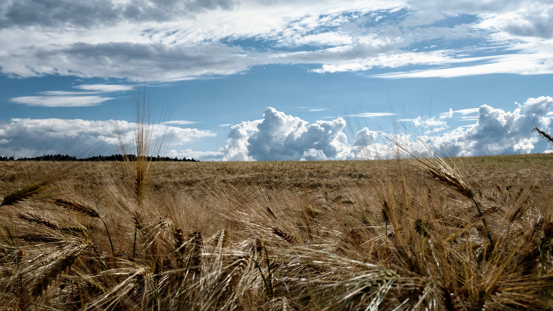 Ähren im Wind