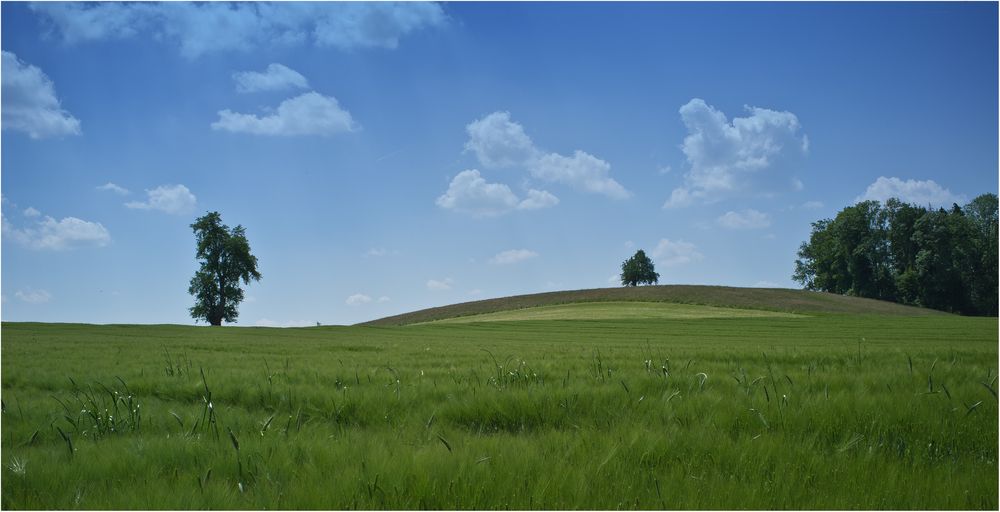 Ähren im Wind