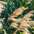 Ähren im Wind