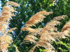 Ähren im Wind