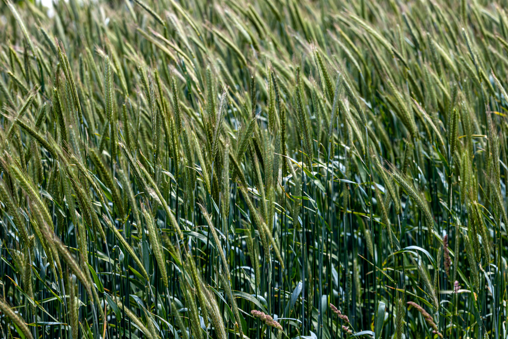 Ähren im Wind