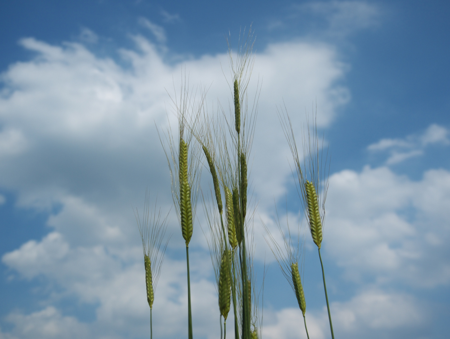 Ähren im Wind