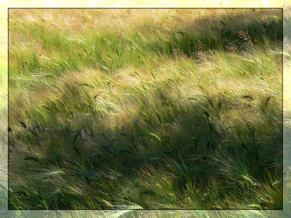 Ähren im Wind