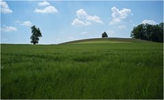 Ähren im Wind II