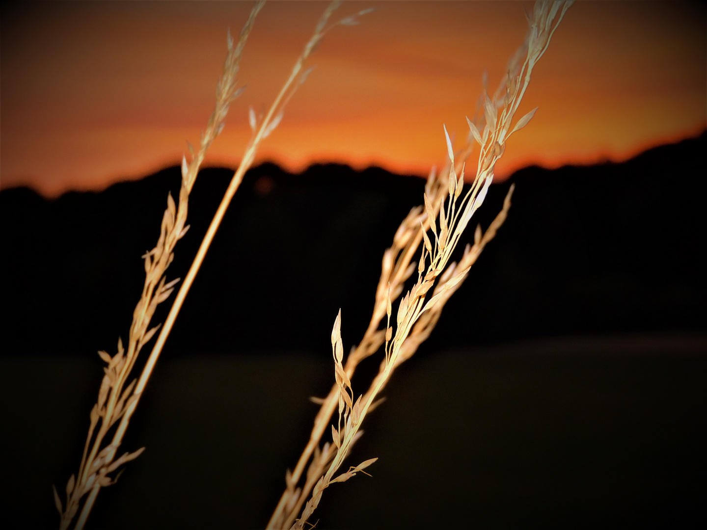 Ähren in der Abendsonne 