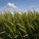 Ähren mit Wölkchen im Wind