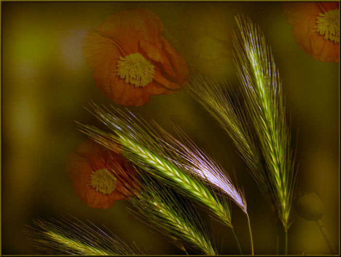 Ähren & Mohn