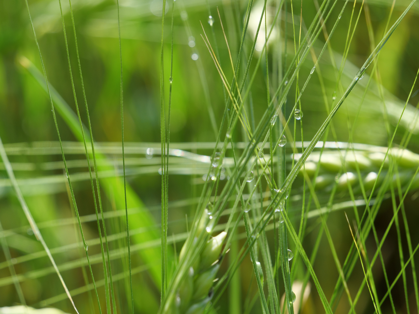 Ähren nach einem Regen