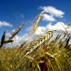 Ähren sind bald zu ernten