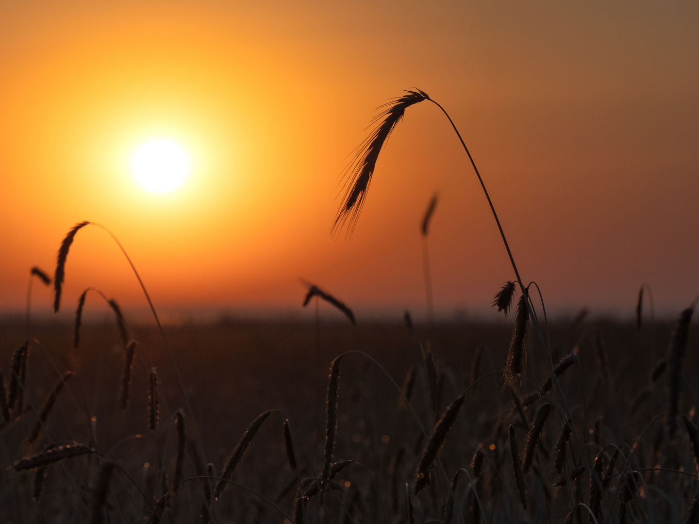 Ähren und Sonne