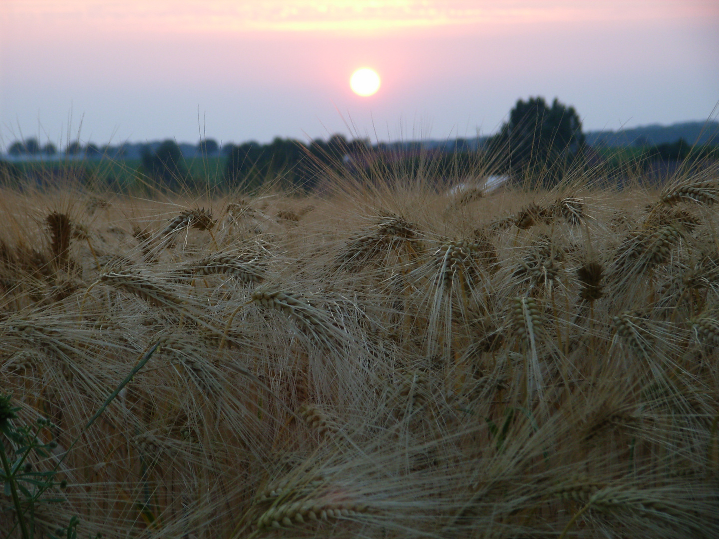 Ähren vor Abendsonne