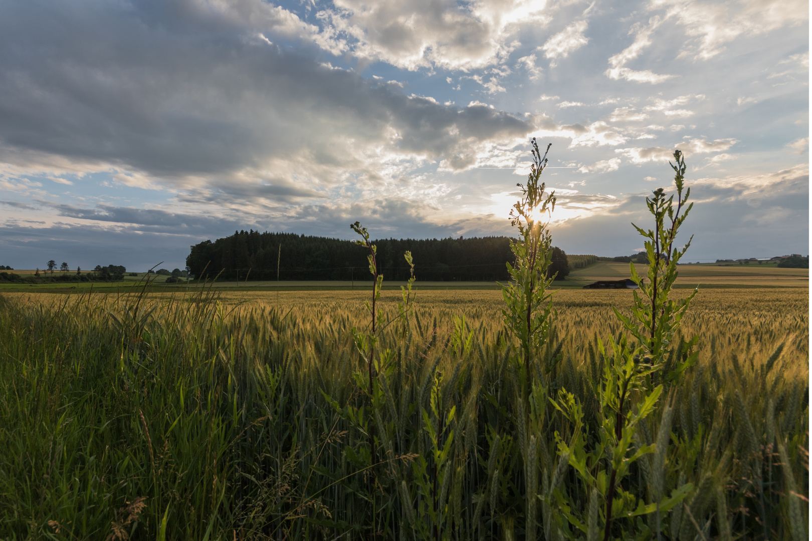 Ähren vor dem Sonnenuntergang