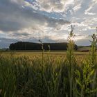 Ähren vor dem Sonnenuntergang