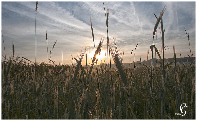 Ährenfeld im Morgenlicht