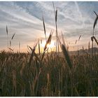 Ährenfeld im Morgenlicht