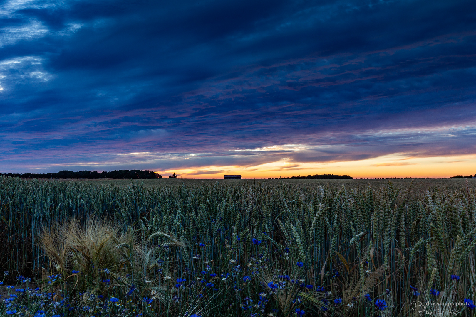 Aehrenfeld im Sommer