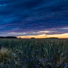 Aehrenfeld im Sommer