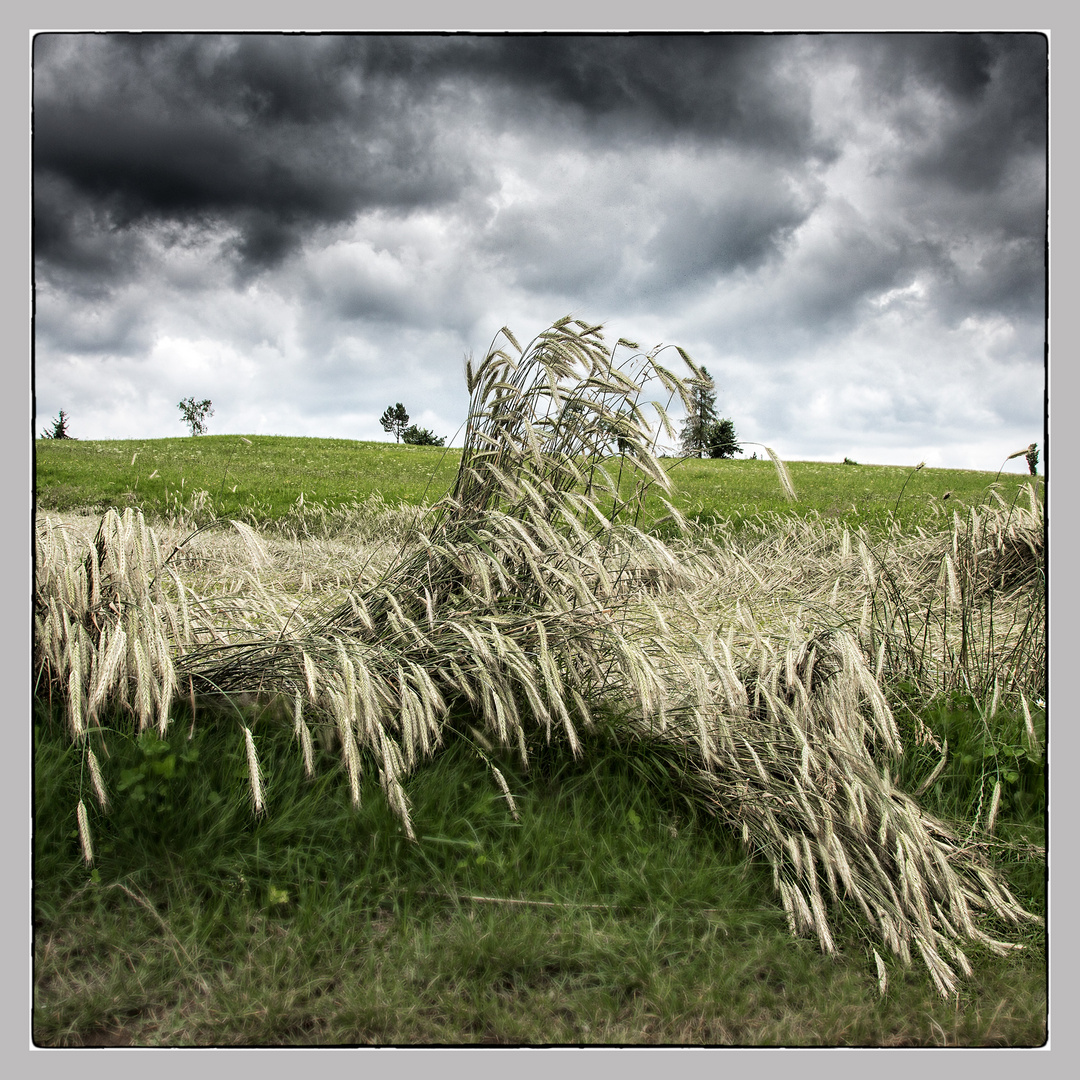 .....Ährenfeld nach einem Gewitter.....