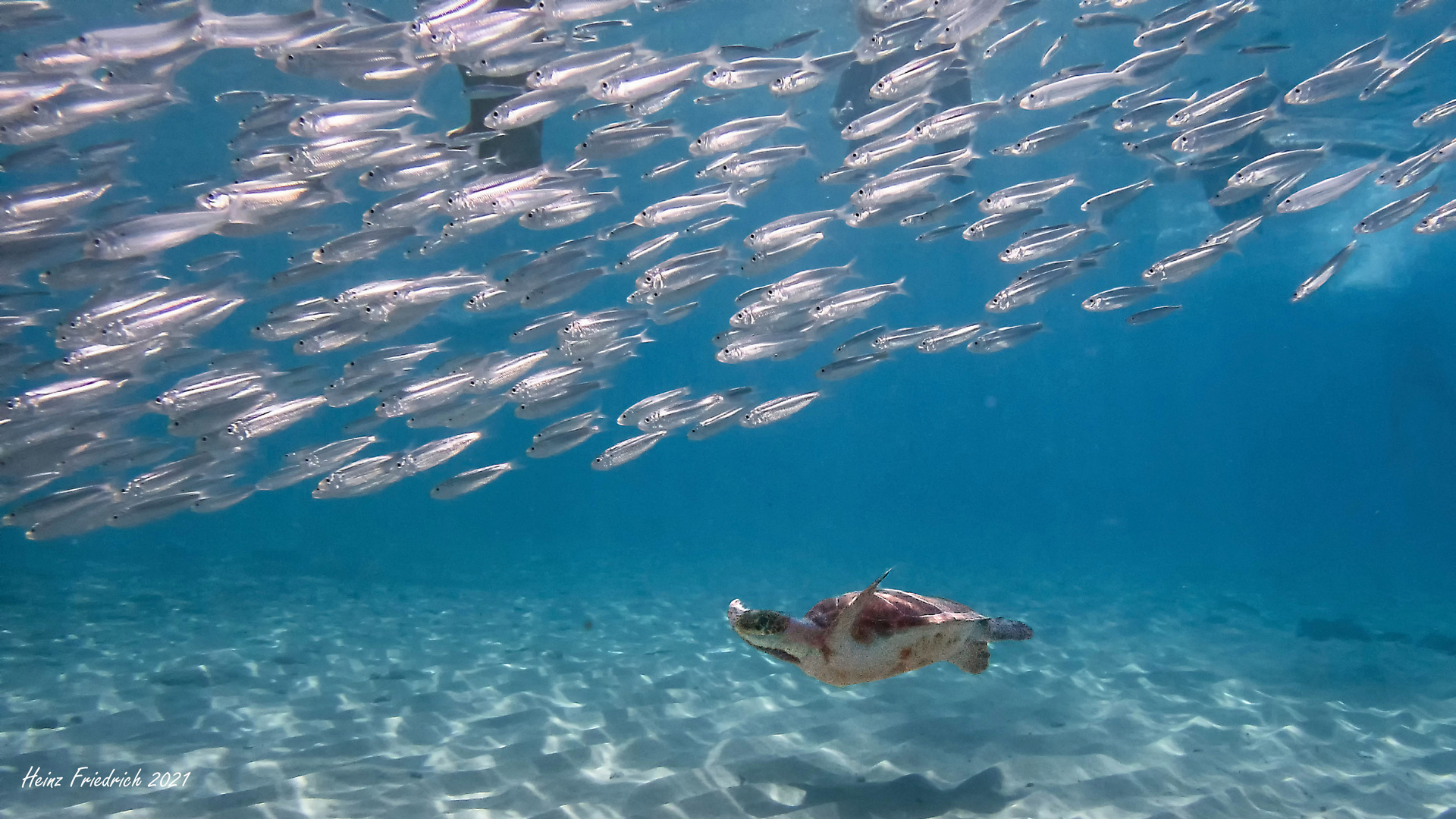 Ährenfische: unten durch