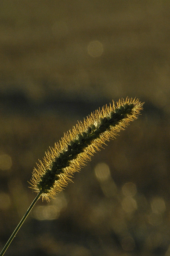 "Ährengold"