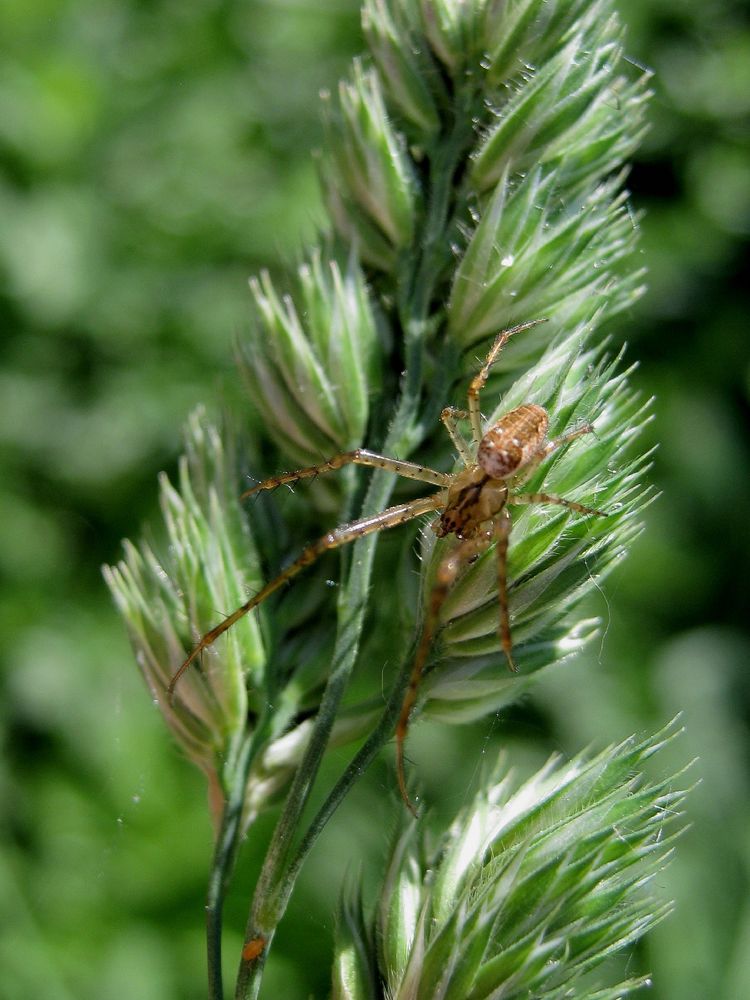 Ährenspinne