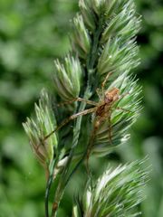 Ährenspinne