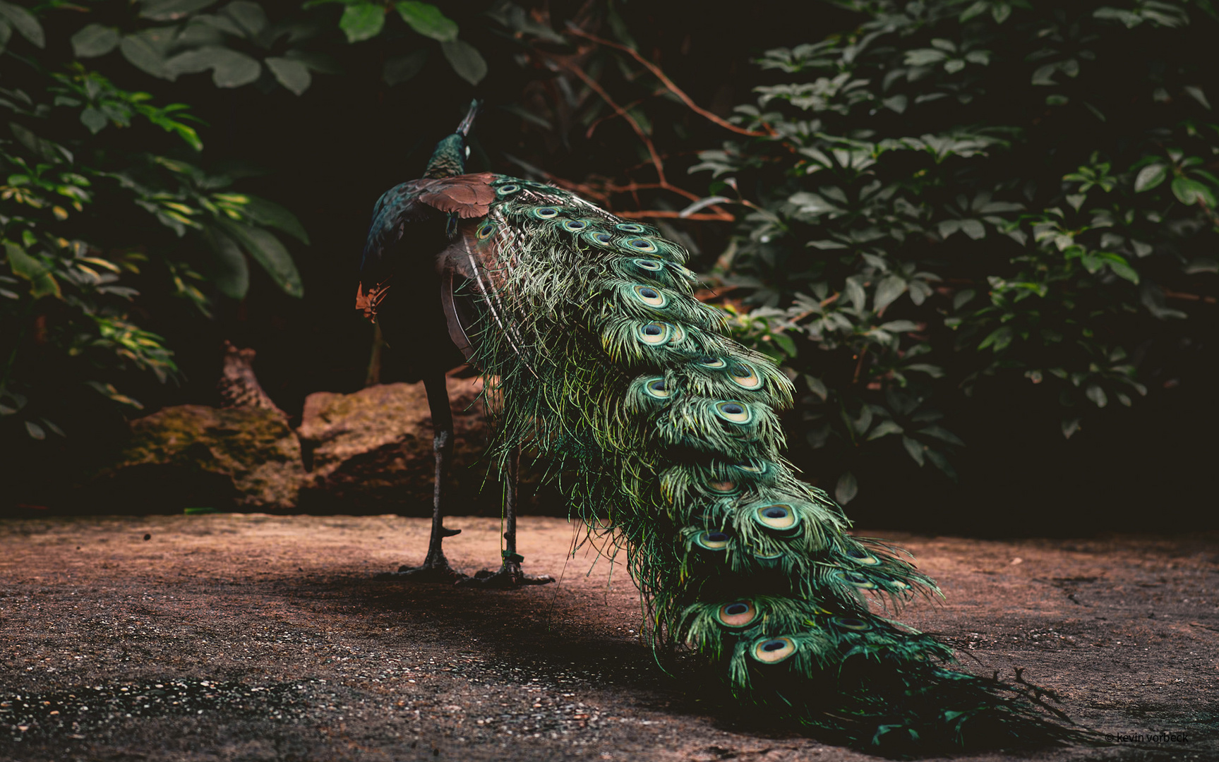 Ährenträgerpfau im Kölner Zoo