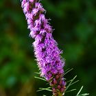 Ährige Prachtscharte(Liatris spicata)