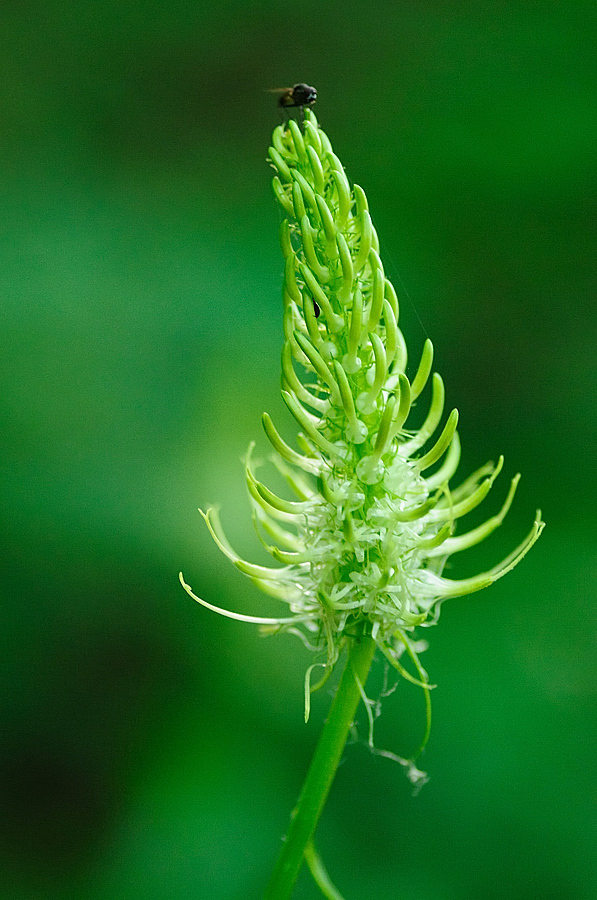 Ährige Teufelskralle (Phyteuma spicatum)