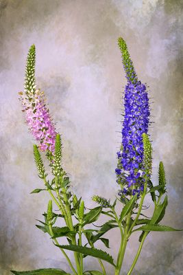 Ähriger Ehrenpreis (Veronica)