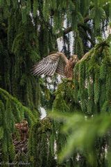 Äktschn bei den Turmfalken ...