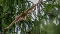 Äktschn bei den Turmfalken ...