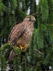 Äktschn bei den Turmfalken ...