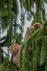 Äktschn bei den Turmfalken ...