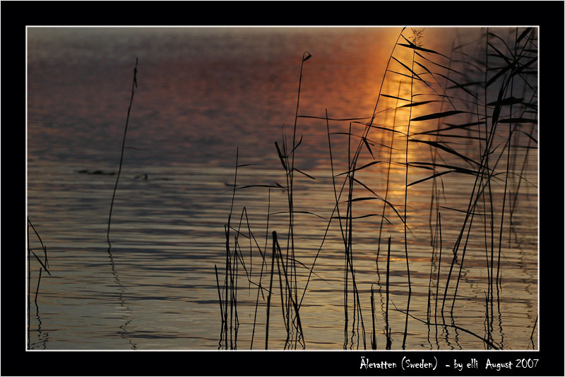 Älevatten im Sonnenlicht