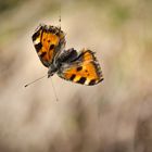 älterer kleiner Fuchs, gefangen an Spinnenfaden