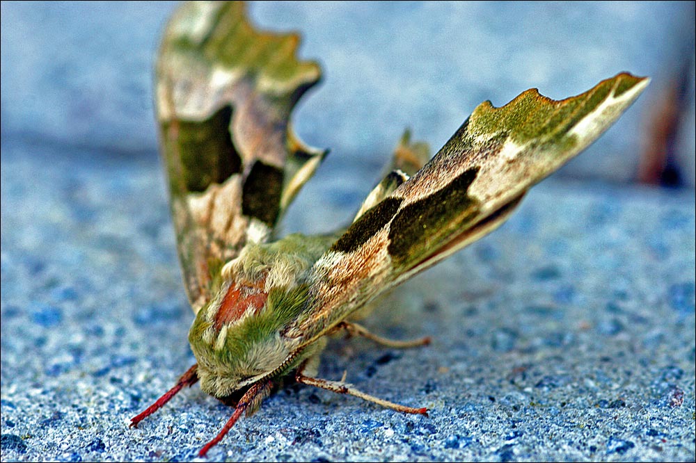 Älterer Schmetterling mit Haarausfall im Tarnanzug