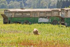 Älterer Schweinebus