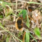 Älteres Hubschraubermodell - Großer Wollschweber, Bombylius major