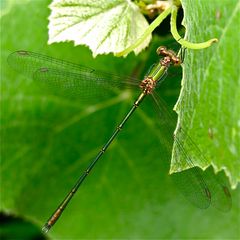 Älteres Männchen der Geimeinen Weidenjungfer (Chalkolestes viridis)