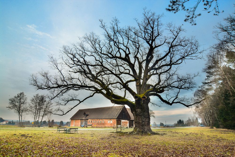 Älteste Eiche Europas Foto & Bild anfängerecke nachgefragt, nachgefragtlandschaft, natur