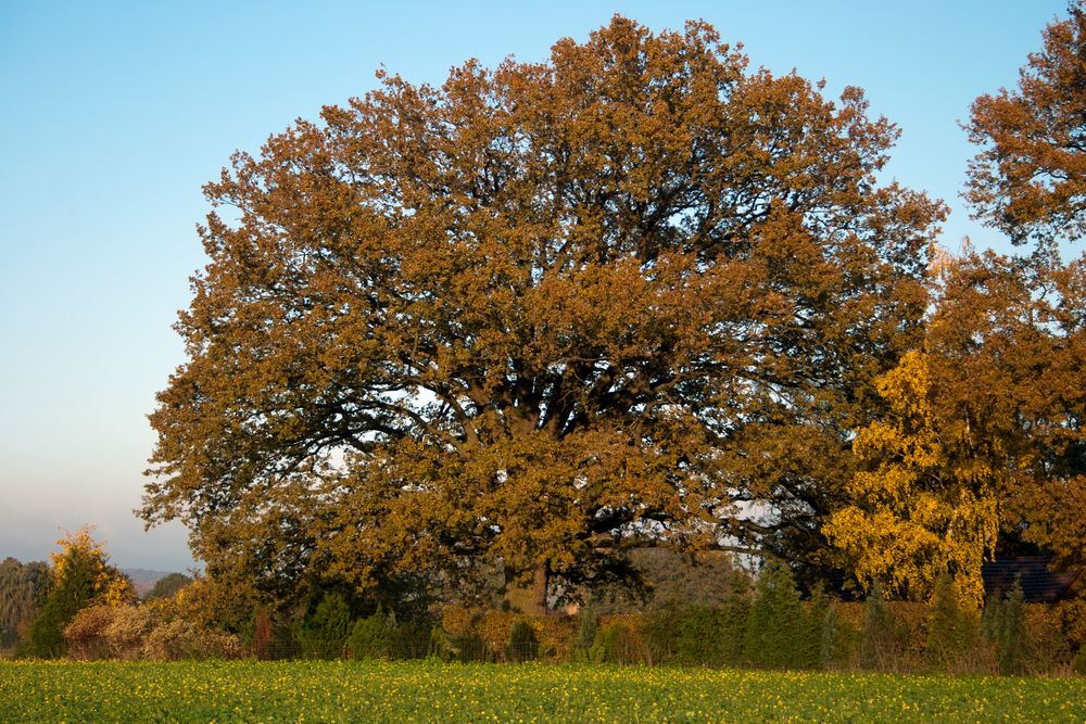 Älteste Eiche in Westfahlen