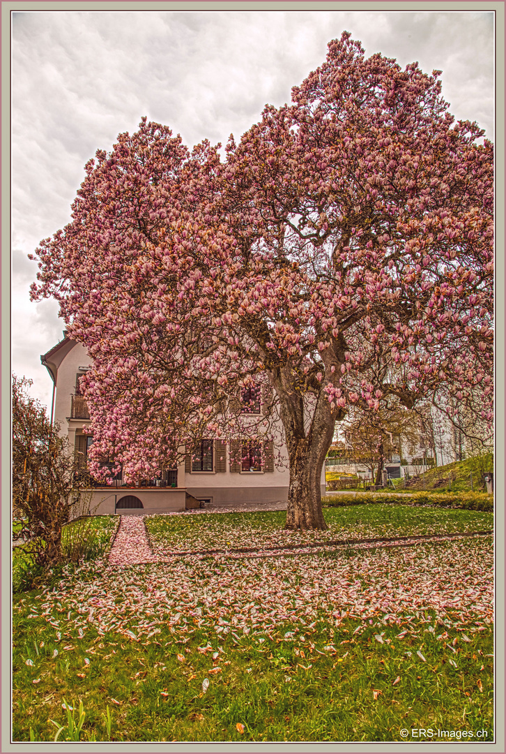 Aelteste Magnolia Baum Mettmenstetten 2019-04-10 012 HDR ©