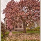 Aelteste Magnolia Baum Mettmenstetten 2019-04-10 012 HDR ©