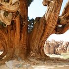 älteste Sahara-Zypresse