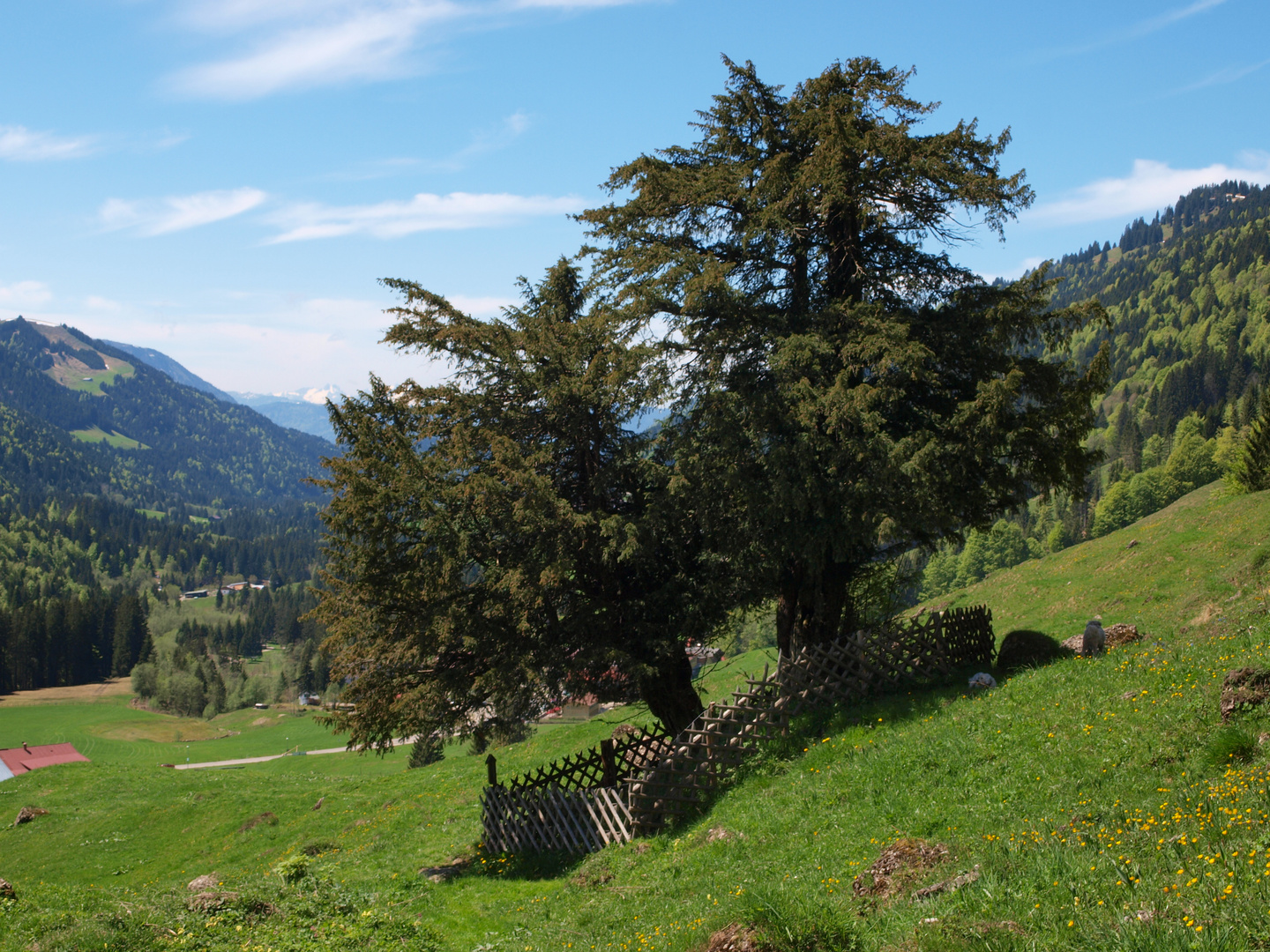 Ältester Baum Deutschlands